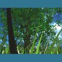 emeraldtree2_1024x768.jpg