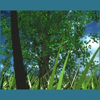 emeraldtree4_1280x1024.jpg