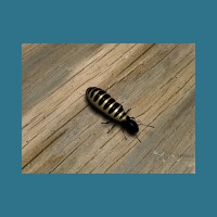 termite0_640x480.jpg