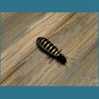 termite1_800x600.jpg