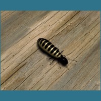 termite4_1280x1024.jpg
